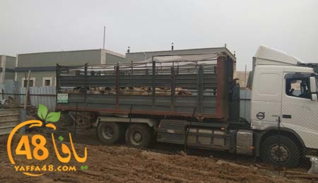 police lud arrested anmila (3).jpg